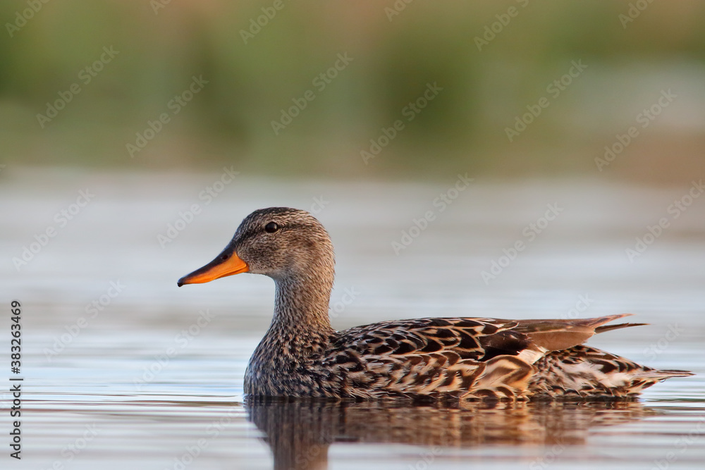 Gadwall. Bird in breeding plumage. Mareca strepera Gadwall. Bird in breeding plumage. Mareca strepera