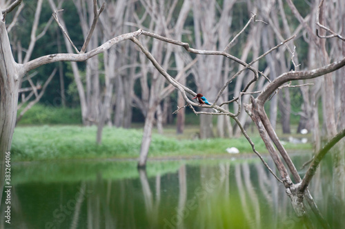 Lakeside kingfisher