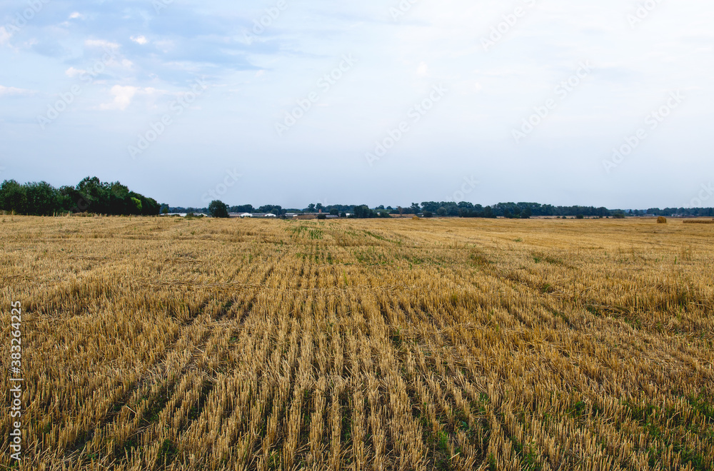 A cut field of oats in Russia, under a blue sky with white clouds