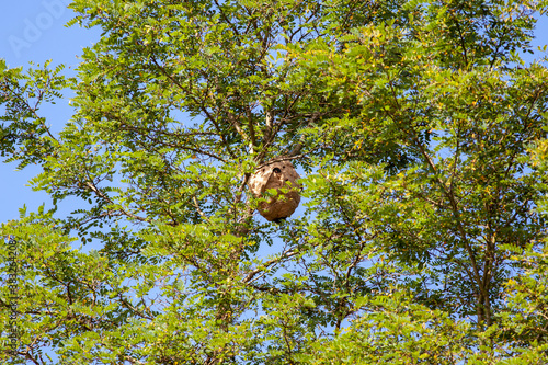 Large nest of wasps (Vespa Velutina) hangs overhead on a tree branch.