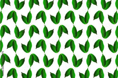 Green leaf chestnut on white background - vector pattern, (Castanea sativa)