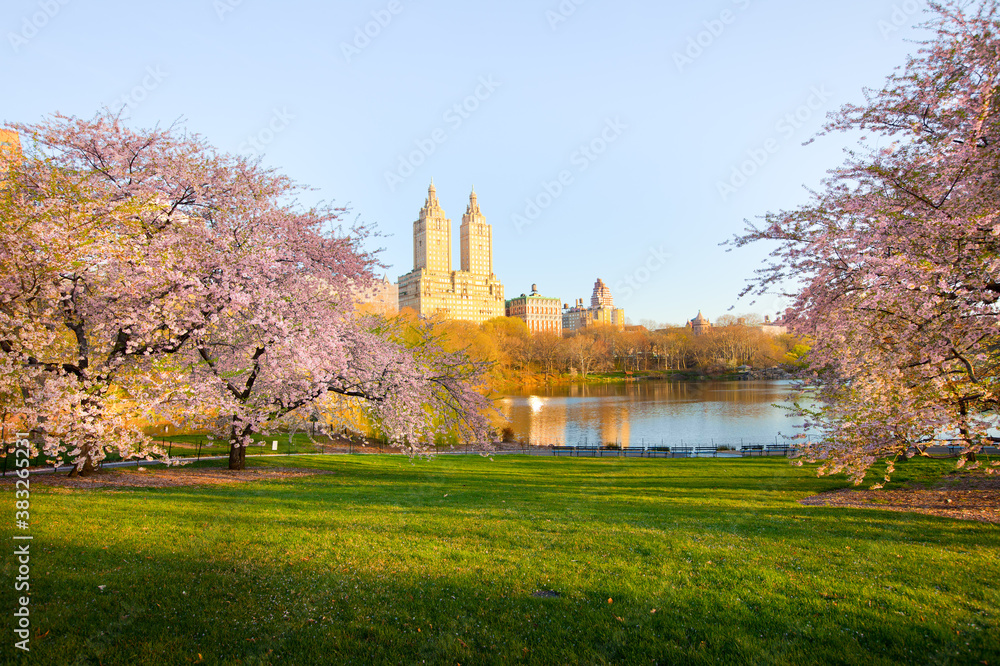 Cherry blossom at the Lake at Central Park and skyline of apartment buildings in upper west side Manhattan