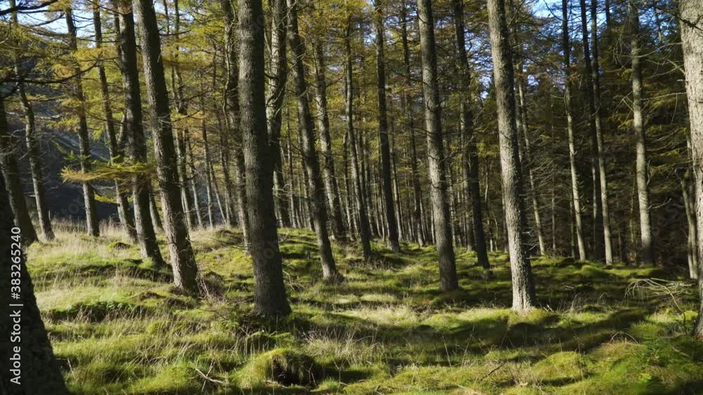 Walk through a forest in the Scottish Highlands in autumn while sunrise. Walk through a forest in the Scottish Highlands in autumn while sunrise.