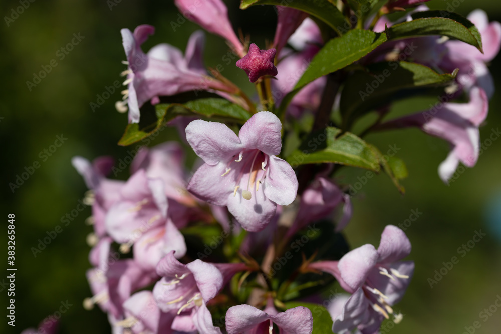 Winter daphne flowers. Detailed macro view. Flower on a natural background, sunlight. Winter daphne flowers. Detailed macro view. Flower on a natural background, sunlight.