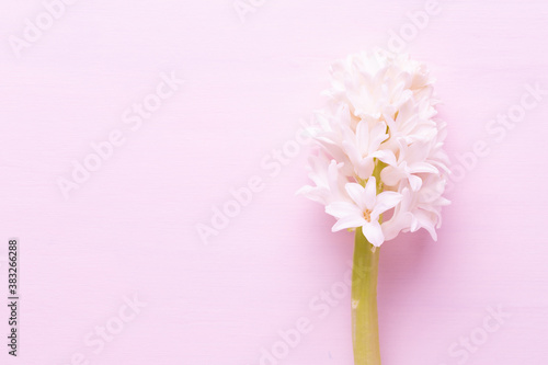 Flowers composition with hyacinths. Spring flowers on color background. Easter concept. Flat lay, top view.