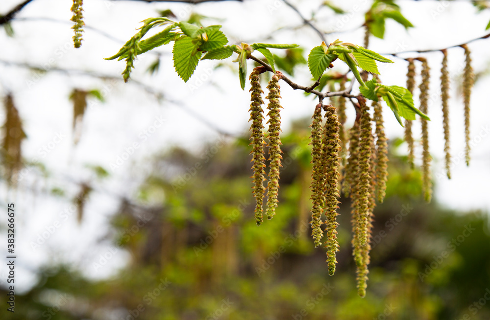 Naklejka premium Birch earrings close-up. The trees in the spring. Birch blossom.