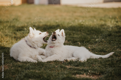 White Swiss shepherd puppies playing in the garden  © BattyBadger