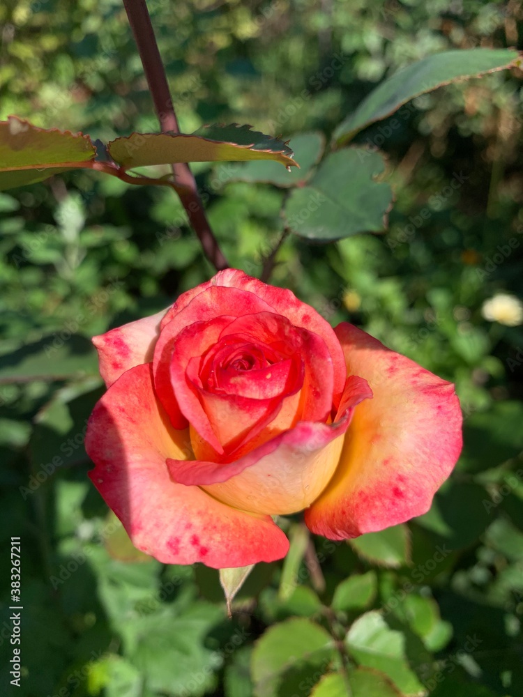 Obraz premium red rose with drops