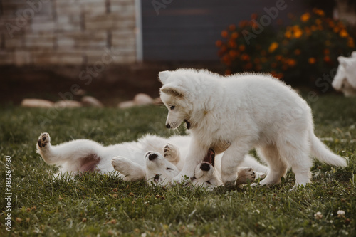 White Swiss shepherd puppies playing in the garden 