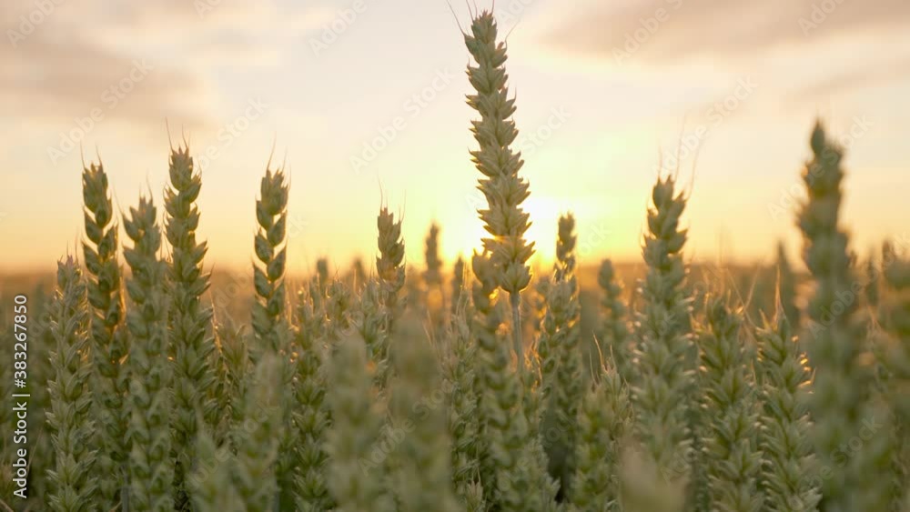 Close-up of ripe wheat ears in the field in sunlight at sunset, lens flare