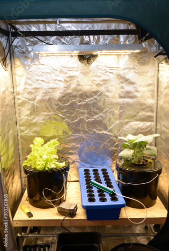 Valokuva Plants growing in a grow box, LED lamps, foil and other equipment set