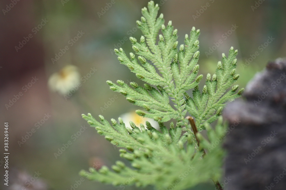 close up of a pine tree