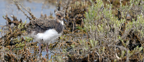 Kiebitz-Küken (Vanellus vanellus) // young chic of the Green plover, Lapwing photo