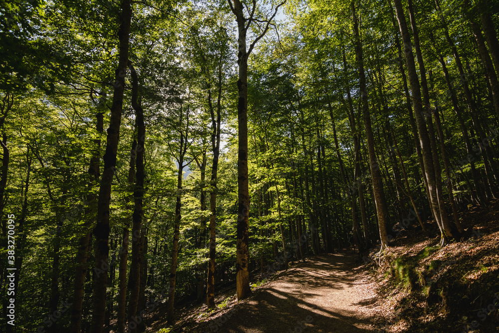 Obraz premium Deep forest with sunlight passing through