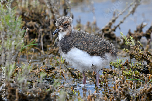 young chic of the Green plover, Lapwing // Kiebitz-Küken (Vanellus vanellus) photo