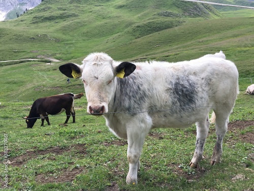 White cow grazing in the Dolomites, Italy