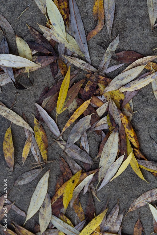 Colorful autumn leaves on a ground Colorful autumn leaves on a ground