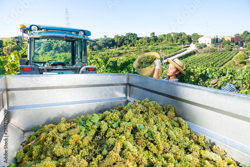 Young woman winemaker in hat loading harvest of grapes to agrimotor