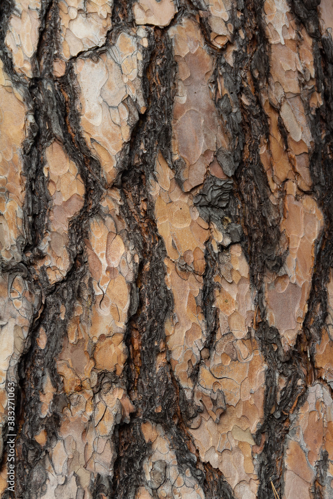 Beautiful texture on the bark of a pine tree Beautiful texture on the bark of a pine tree