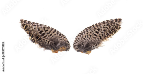 bird wings isolated on white background, Pinion on the sprawling white