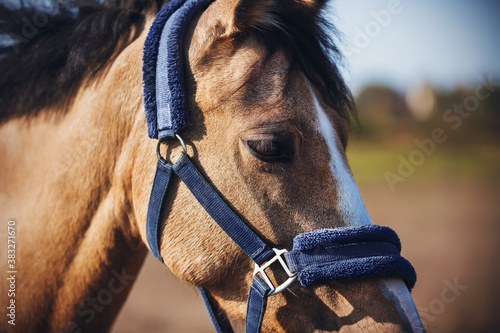 Portrait of a domestic horse of a dun color with a blue soft halter on its muzzle, which grazes in a field, illuminated by sunlight. Farm. ©  Valeri Vatel