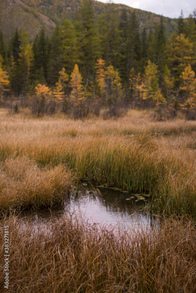 A lake overgrown with reeds. View of a long reed in natural conditions on the lake. A lake overgrown with reeds. View of a long reed in natural conditions on the lake.
