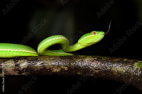 Green snake with its tongue out photo