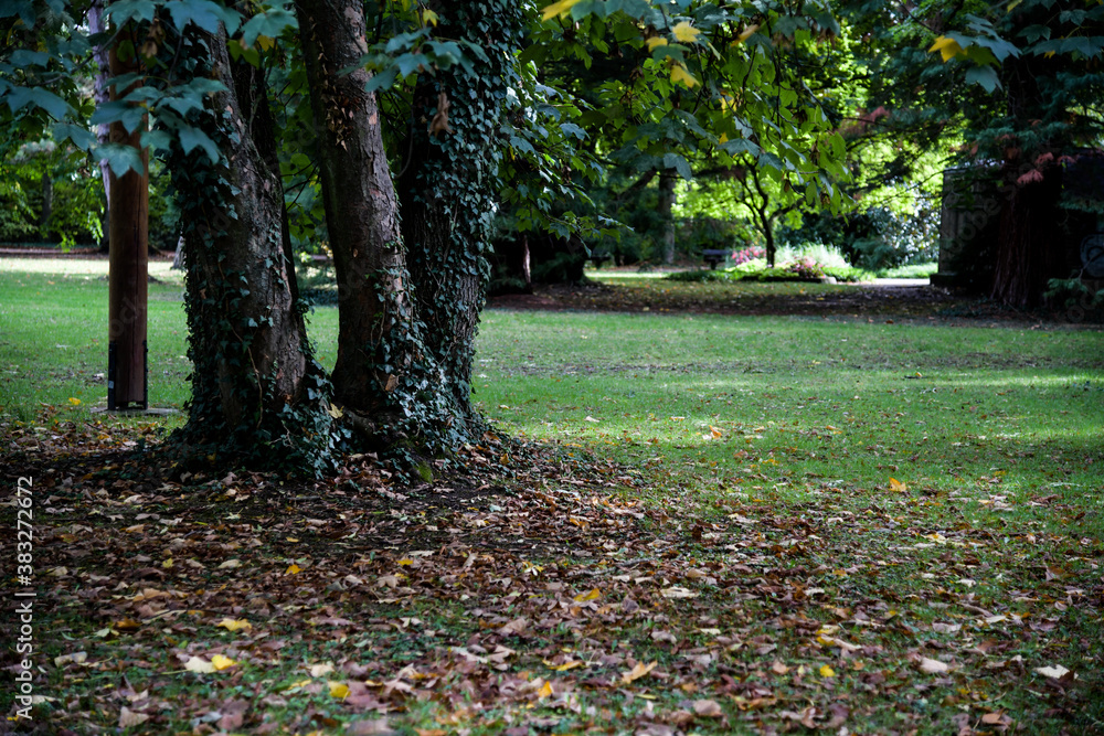 Forststraße im Herbst, vergilbte Bäume und Farben der Natur
