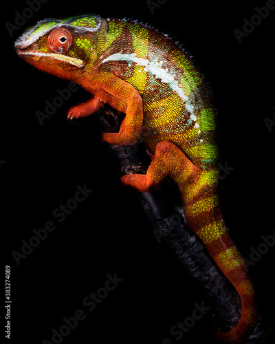 Panther Chameleon stand on a branch, colorful skin pattern, isolated with black background