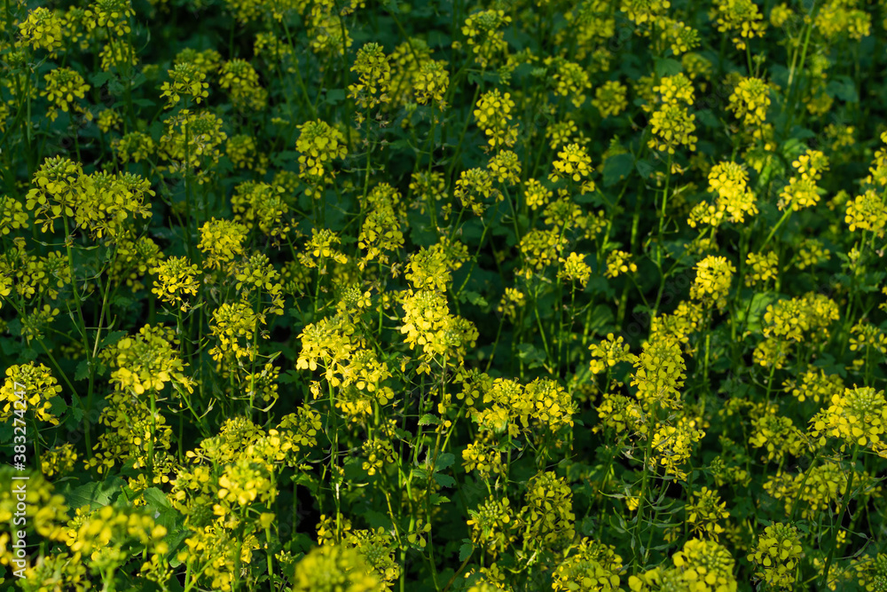 Field of bright yellow mustard flowers with green leaves and stems. Cruciferous plants. Summer. Gradient