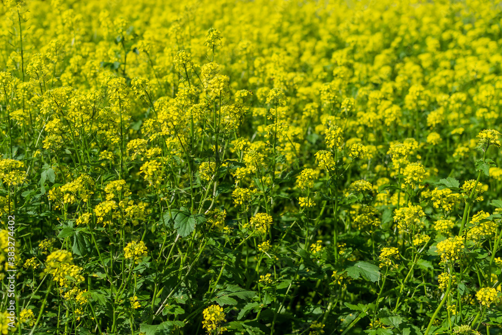 Bright field with yellow mustard flowers with green leaves and stems. Cruciferous plants. Sunny summer Bright field with yellow mustard flowers with green leaves and stems. Cruciferous plants. Sunny summer