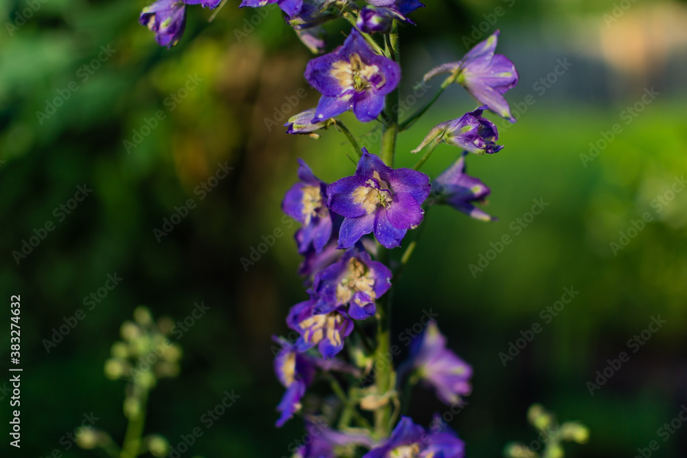 Bright blue purple delphinium flowers with a light yellow center. Sunny green summer garden Bright blue purple delphinium flowers with a light yellow center. Sunny green summer garden