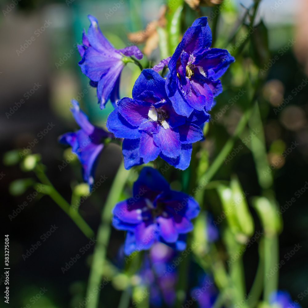 Bright blue purple pink delphinium flowers in sun light. Green summer garden