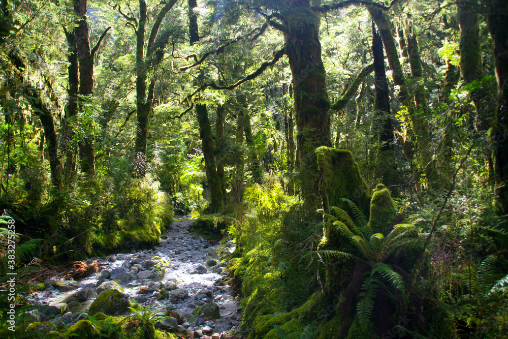 Photo & Art Print Path through ancient forest, Milford Track
