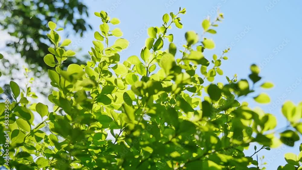 Low-angle shot of green plant swaying in wind under sunlight Low-angle shot of green plant swaying in wind under sunlight
