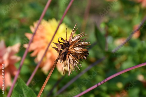 Dry Dahlia flower with ripe seeds on a branch on a blurred background of blooming dahlias in the garden.