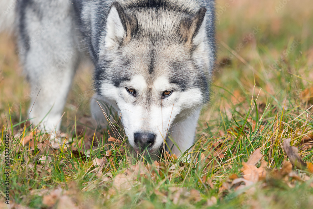 Obraz premium dog sniffing grass on an autumn walk