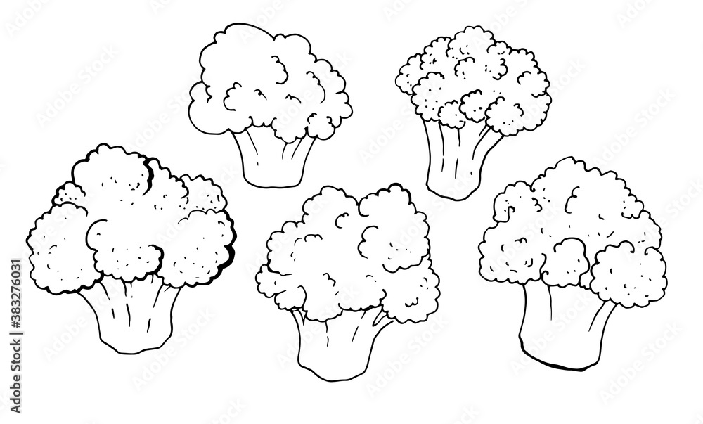 Broccoli hand drawn vector illustration with black outline on white background . Plant-based engraved style items. Isolated set of broccoli. Detailed drawing of vegetarian food. Product of the farmers Broccoli hand drawn vector illustration with black outline on white background . Plant-based engraved style items. Isolated set of broccoli. Detailed drawing of vegetarian food. Product of the farmers