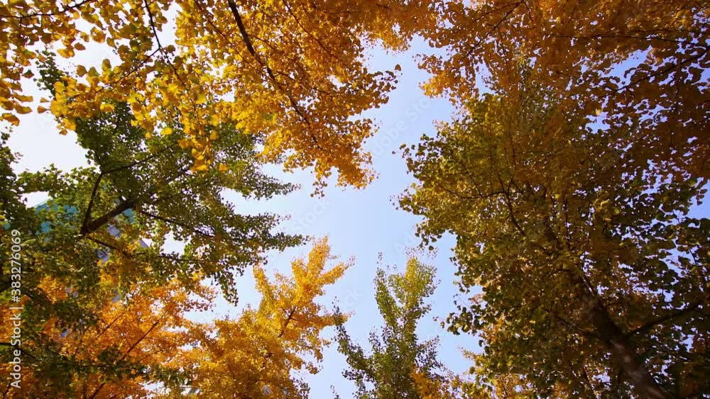 Low-angle shot of autumn forest with leaves falling from trees