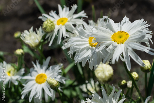White flowers Leucanthemum with yellow center and green leaves grows in the garden in sun light. Large daisies in the field