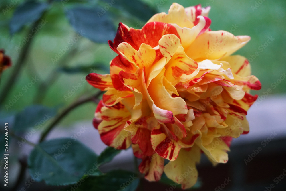 Red and Yellow Rose in Garden Red and Yellow Rose in Garden