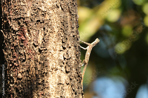 Indian Flying Lizard, Draco Dussumieri, Bondla Wildlife Sanctuary, Goa,India photo