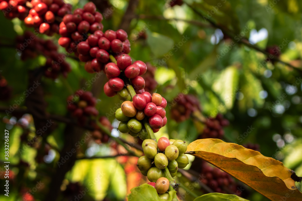 Coffee beans in a coffee plantation on a mountain that will be harvested soon. Close-up photo.