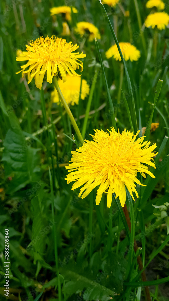Bright little flowers fluffy yellow dandelions among green grass in meadow, in summer