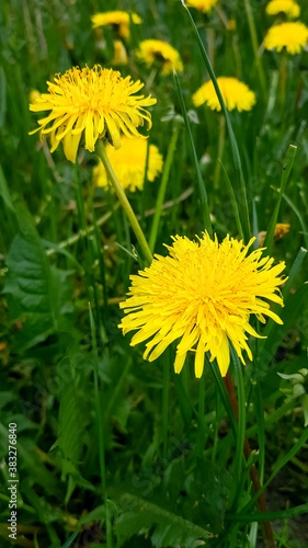 Bright little flowers fluffy yellow dandelions among green grass in meadow, in summer