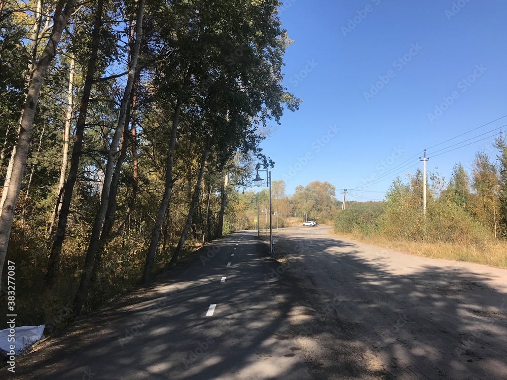 Fototapeta premium road in the woods