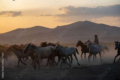 Wild horses run in foggy at sunset. Between Cappadocia and Kayseri  Turkey