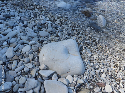 fossil skeleton print