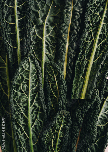 Kale Cavolo Nero leaves closeup