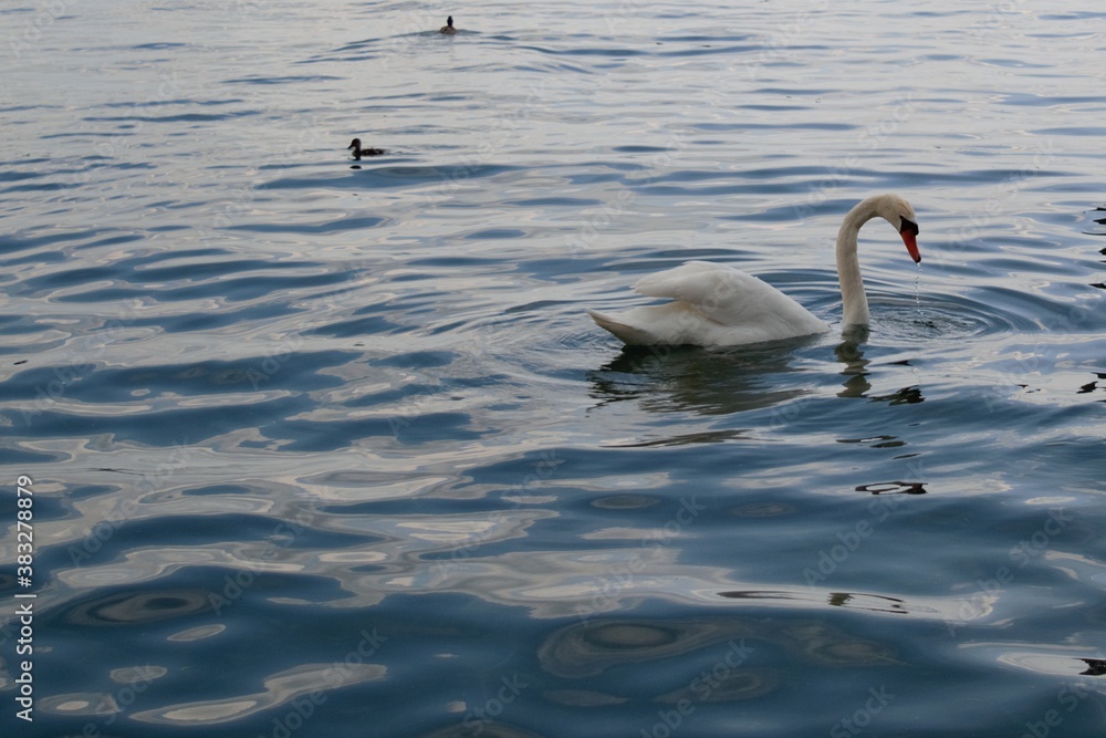 Fototapeta premium white swan swimming on lake with vibrant blu water